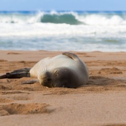 Snoozing monk seal